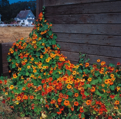 Picture of Nasturtium - Tall Climbing Mixture